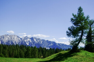 curved tree on a hill with a green meadow and mountains detail