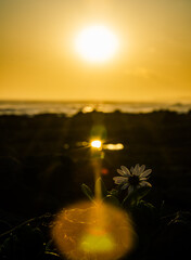 Sunset with flower and lens flare at the sea 