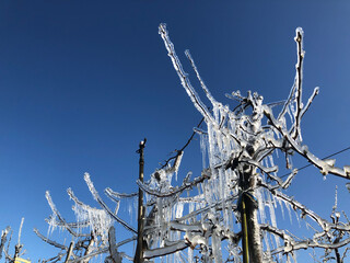 Apfelbaum, Eis