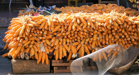 Corn harvest, Texture of Dried corn background