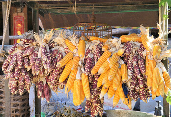 Corn harvest, Texture of Dried corn background
