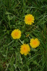Obraz premium Erbe mediche, Tarasacco, dente di leone, soffione, Taraxacum officinale