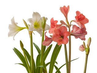 Multiflora Hippeastrum (amaryllis) 