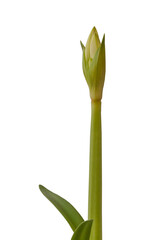 Multiflora Hippeastrum (amaryllis) 