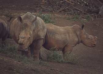 Naklejka premium Rhinos, such magnificent animals that have had to be dehorned so that they may survive. Their very identity as animals, for what? Beautiful animals nonetheless!