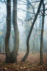 Trees with misty fog in a woodland