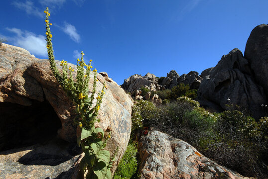 Erbe mediche, verbasco, verbascum
