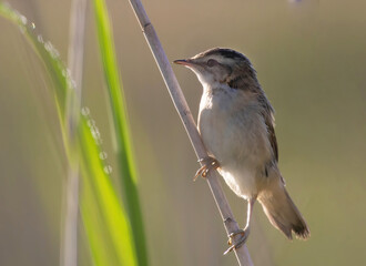The sedge warbler (Acrocephalus schoenobaenus) is a bird that belongs to the reed warbler family.