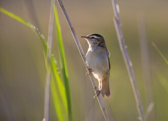 The sedge warbler (Acrocephalus schoenobaenus) is a bird that belongs to the reed warbler family.