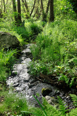 River in the Costa verde forest. Corsica mountain