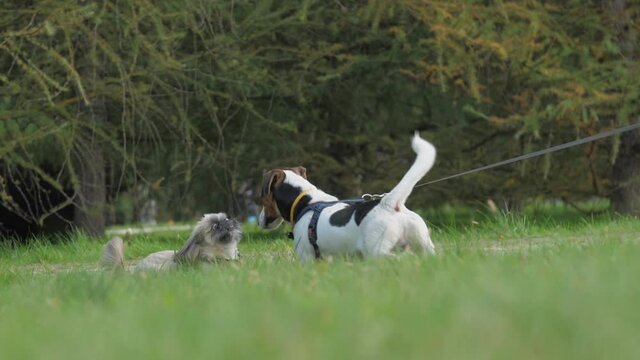 Playful shih tzu and jack rassel terier have fun on lush green field in city park slow motion. Walking pets concept