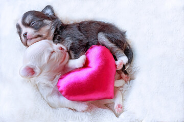 Newborn dogs sleep with heart.