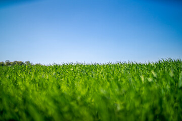 Blauer Himmel grüne Wiese