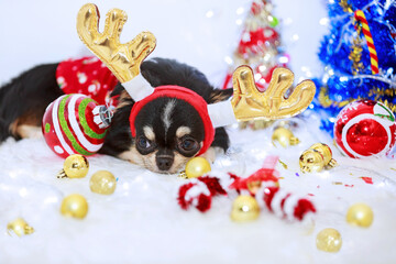 Chihuahua dog in Christmas party.