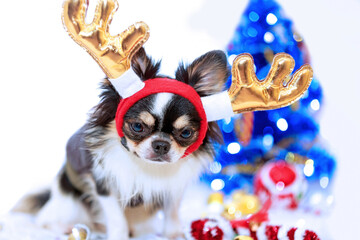Dog with Santa Claus theme.