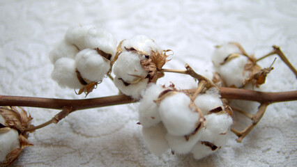 natural branch of cotton on a white cotton fabric