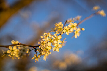 blüten