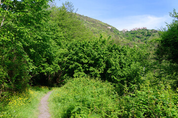 Fototapeta na wymiar Hiking path in the Costa verde forest. Corsica mountain