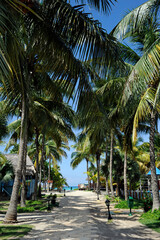 Obraz na płótnie Canvas Narrow pathway surrounded by tall palm trees heading towards the sea, tropical atmosphere for a paradise holiday, concept for relaxation and tranquility in a beautiful holiday resort in Varadero, Cuba