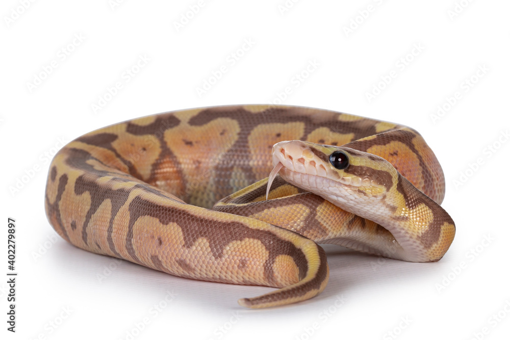 Leinwandbilder super pastel coralglow ballpython aka python regius, curled up. head lifted and tongue out. isolated