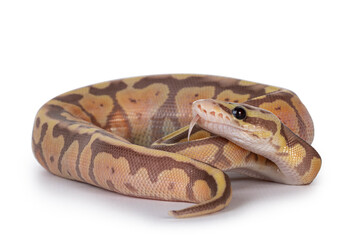 Fototapeta premium Super Pastel Coralglow Ballpython aka Python regius, curled up. Head lifted and tongue out. Isolated on white background.