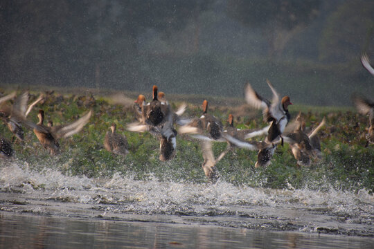 The folk of red crested pochard enjoying in the lake of west Bengal