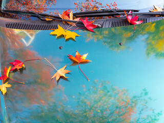 Red orange maple leaves lie on the hood of a car with the sky and autumn trees reflected in it