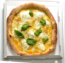Just baked Mozzarella pizza Napoletan stile with yellow tomato and basil on pizza box ready to...