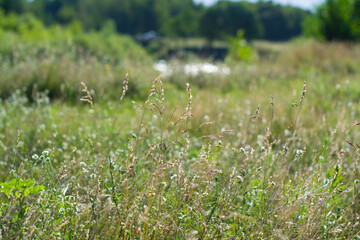 A meadow by the river. Grass close up on nature background