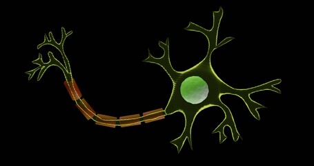 Neuron or nerve cell, the unit of the nerve system in 3d illustration