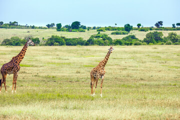Pair of giraffes in the African savannah