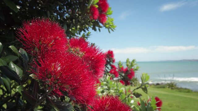 New Zealand pohutukawa tree in blossom