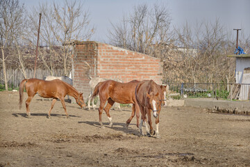 Groups of brown horses in the farm and they are walking on mud and soil during sunny day.