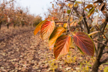 Colorful leaves of persimmon tree in autumn orchard