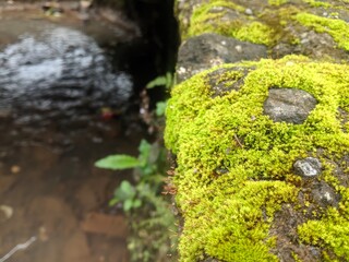 moss on the rocks