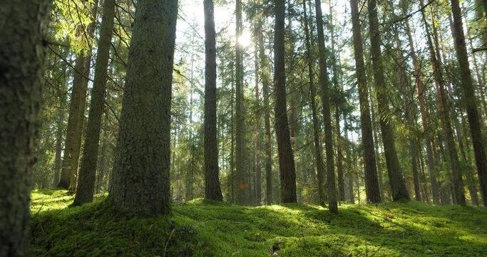 Green forest and sun shining between tree trunks in summer morning