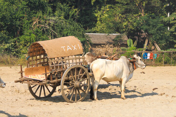 Cow Carriage Taxi Mingun Mandalay​