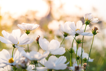 A close-up of white cosmos and sunset glow