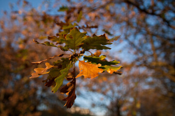 Foglie in autunno particolare