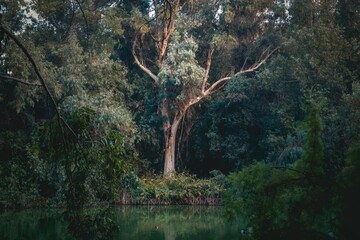 Eucalyptus by a lake with ducks