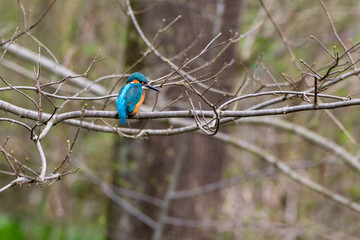 Eisvogel (Alcedo atthis) Männchen