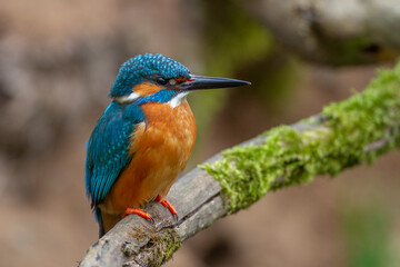 Eisvogel (Alcedo atthis) Männchen