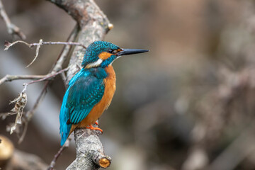 Eisvogel (Alcedo atthis) Männchen