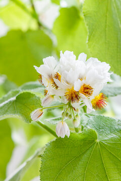 African hemp (Sparmannia africana) in bloom, tilleul d'appartement in French, indoor plant, flowers in February, France