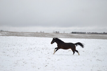 A dark horse runs along a snowy meadow