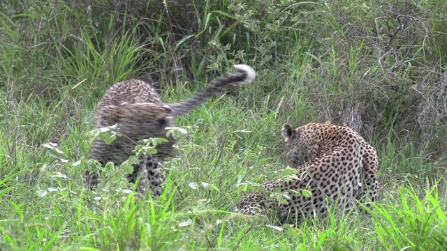 A leopard and cub interaction with allo grooming and hissing.