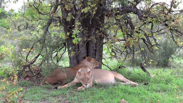 Wide shot of two lionesses snuggling together under a tree on a hot day in Africa.