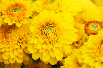 Close-up Yellow flower,Yellow chrysanthemums daisy flower background pattern bloom.