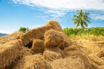 Reeds texture. Straw surface. Thatch pack canvas. Straw pack texture. Stack of straw texture image. Dry stems photo backdrop. Dry stalks of cereal plants background. Dry stems of cereals in sunny day.