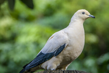 The closeup image of Pied imperial pigeon (Ducula bicolor) 
It is a relatively large, pied species of pigeon. It is found in forest, woodland, mangrove, plantations and scrub in Southeast Asia